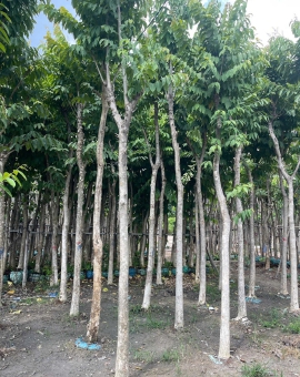 cây bằng lăng1