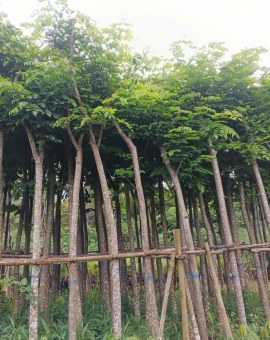 Cây Giáng Hương , Đủ Kích Cỡ