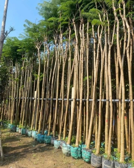 Cây Phượng Vàng