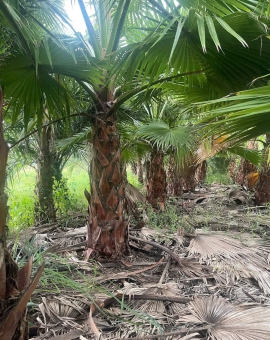 Cây Cọ Mỹ 