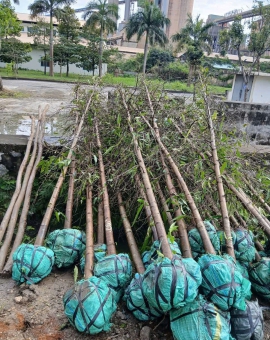 Cây Hoàng Nam