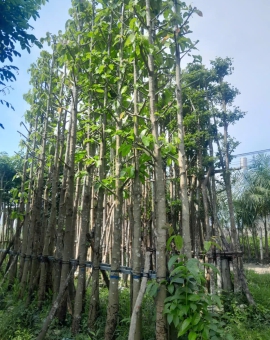 Cây Rái Dầu