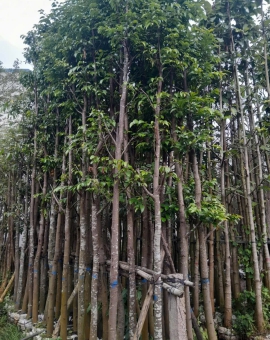 Cây sao đen (nhiều kích cỡ)
