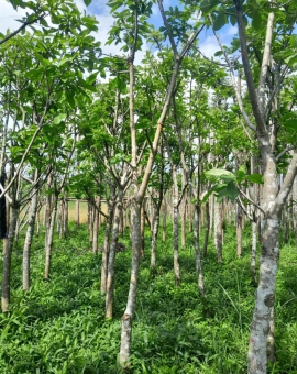 Cây lộc vừng