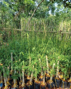 Cây Tầm Vông