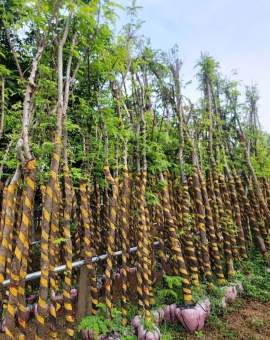 Cây Muồng Hoa Anh Đào