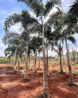Cây Cau Đuôi Chồn