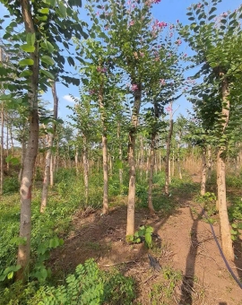 Cây Ban Hoàng Hậu ( móng bò tím 