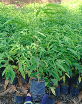 Cây Gió Bầu, Trầm Hương 