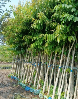 Cây bằng lăng tím