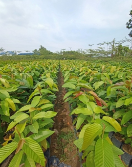 Cây dầu rái giống 