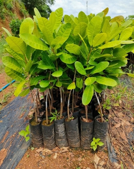 Cây điều ghép