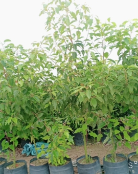 Cây Long Não - Cây Giống Tổng Hợp