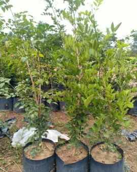 Cây nguyệt quế