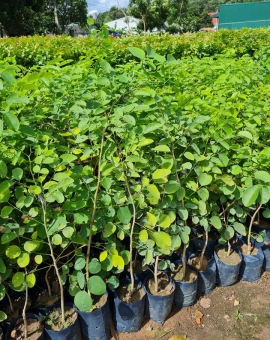 Cây trắc đỏ