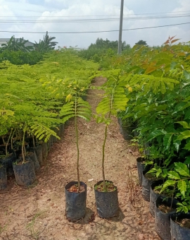 Cây điệp cúng