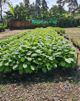 Cây giá tỵ