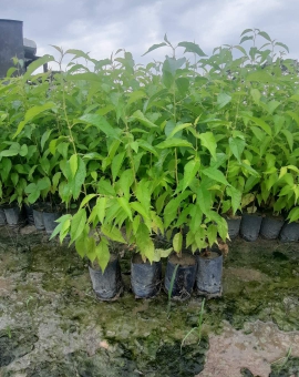 Cây hoàng yến