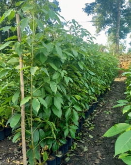 Cây kèn hồng