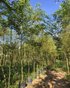 Cây long não (công trình)