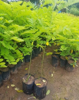Cây muồng hoa đào