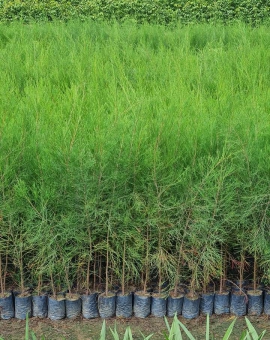 Cây phi lao