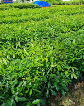 Cây xà cừ
