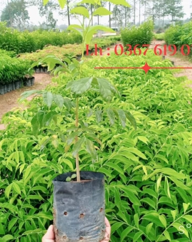 CÂY MẮC MẬT , CÂY GIỐNG TỔNG HỢP, GIÁ RẺ 