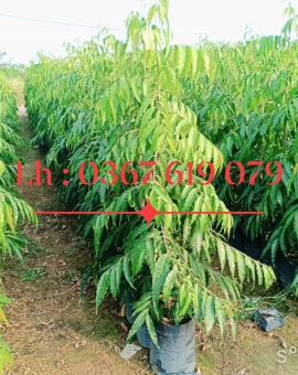 Cây Hoàng Nam , Cây Giống Giá Rẻ , Cây Công Trình 
