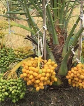 Cây Chà Là Ăn Quả 