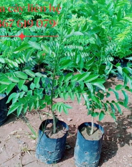Cây Sưa Đỏ, Cây Gỗ Quý , Đủ Kích Cỡ