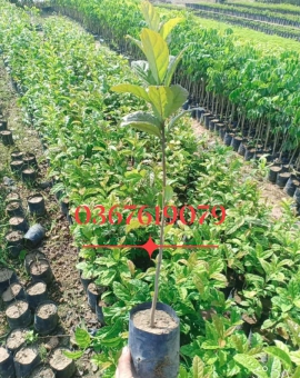 Cây Xạ Đen,  Xạ Nhân 