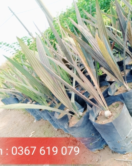 Cây Kè Bạc, Cây Công Trình