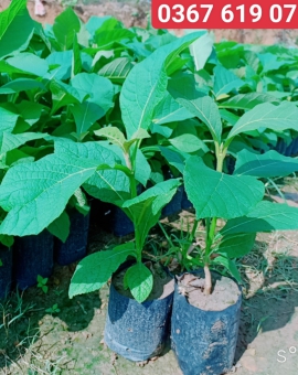Cây Giá Tỵ, Cây Gỗ Tếch 