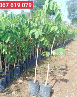 Cây Gõ Đỏ , Cây Lấy Gỗ , Đủ Kích Cỡ