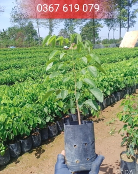 Cây Trắc , Cây Giống Lấy Gỗ 