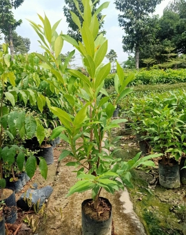 Cây Vối Nếp