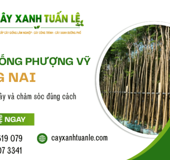 Cây giống Phượng Vỹ Đồng Nai – Cách chọn cây và chăm sóc đúng cách