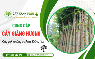 Cung cấp cây Giáng Hương công trình Đồng Nai chất lượng, giá tốt