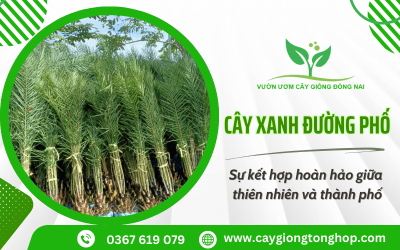 Cây xanh đường phố – Sự kết hợp hoàn hảo giữa thiên nhiên và thành phố
