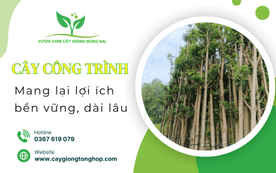 Đầu tư vào cây công trình: Lợi ích lâu dài và bền vững cho không gian sống