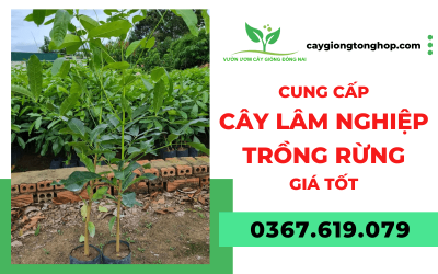 Vườn ươm cây giống cung cấp cây lâm nghiệp trồng rừng giá tốt