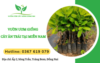 Vườn ươm các giống cây ăn trái tại miền Nam