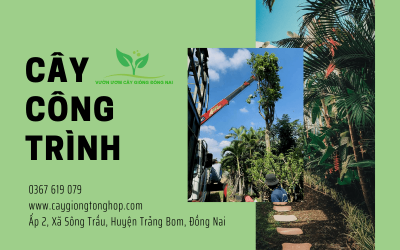Vườn ươm giống cung cấp cây công trình khỏe mạnh, giá tốt tại Đồng Nai