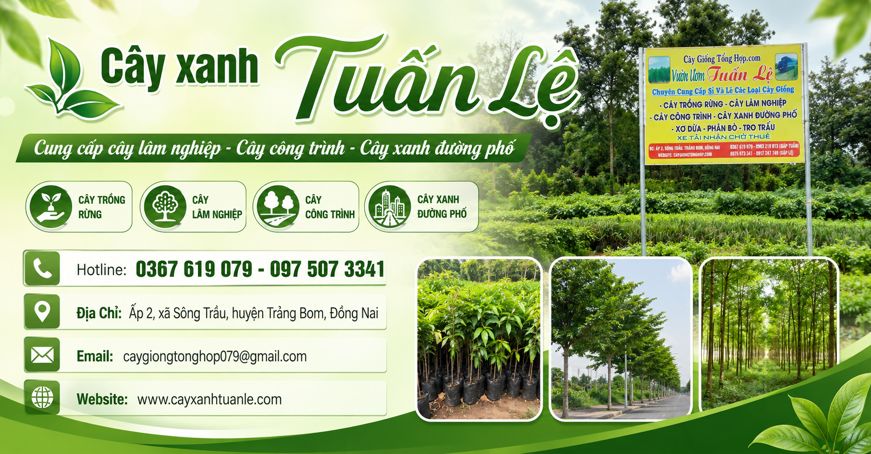 Cây xanh đường phố chất lượng giá tốt