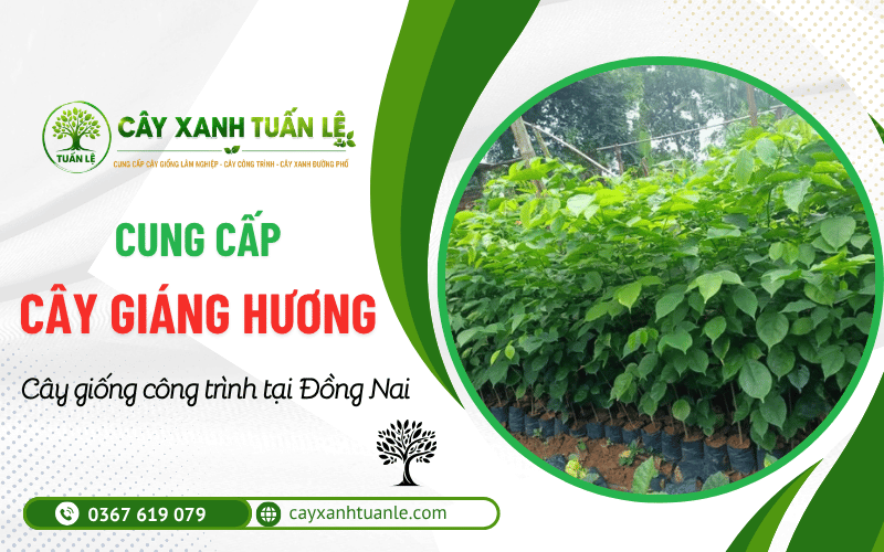 Cây Giáng Hương công trình Đồng Nai