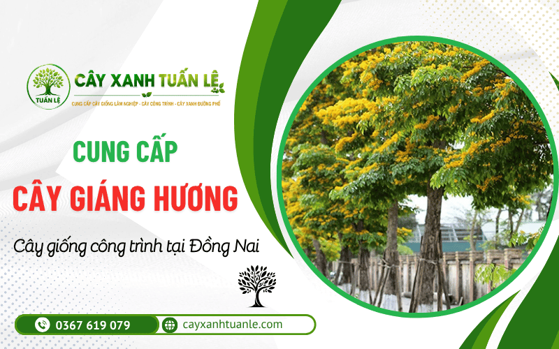 Cây Giáng Hương công trình Đồng Nai