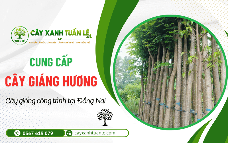 Cây Giáng Hương công trình Đồng Nai