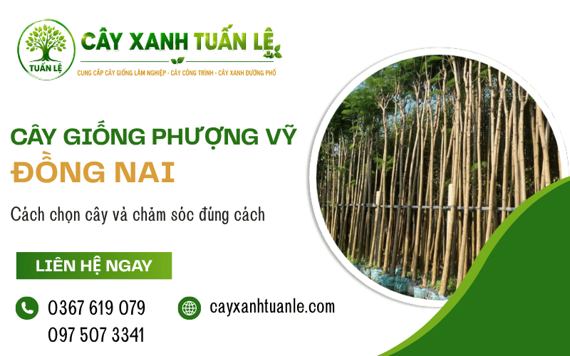 cây giống Phượng Vỹ Đồng Nai