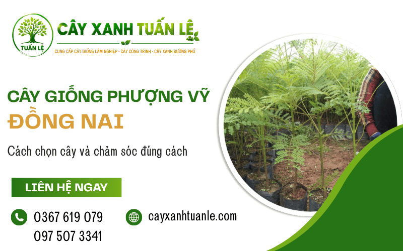 cây giống Phượng Vỹ Đồng Nai